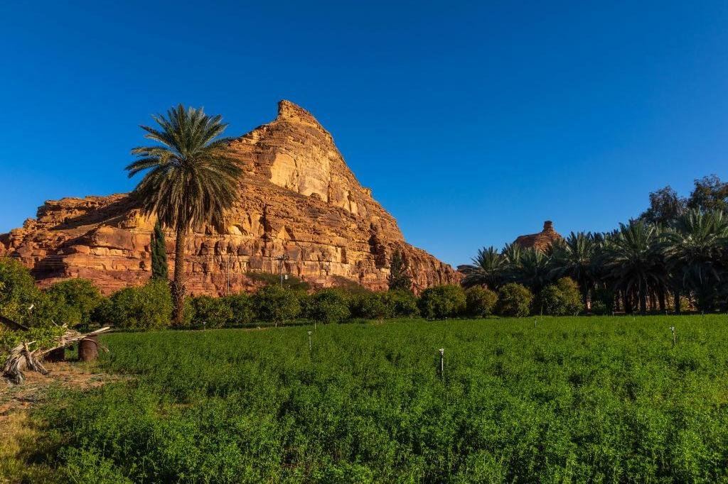 Greening the Kingdom: Vast Wildlife and Forests Return Under King Salman Reserve Project